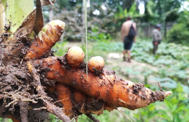 Traditional Amazonian Cooking Workshop - Foto 2