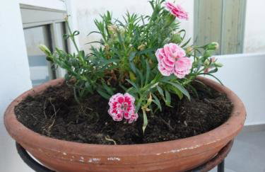 FOTIS HOUSE - Photo 25