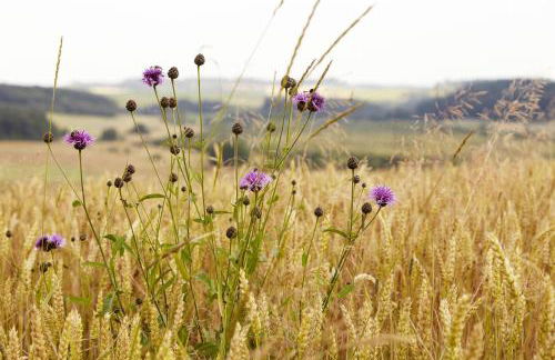 Ferienhaus Eifelblick - Foto 8
