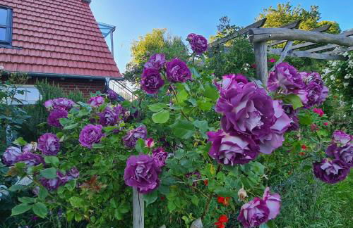 Haus Rosengarten- Ruhige Ferienwohnungen im Grünen - Foto 71