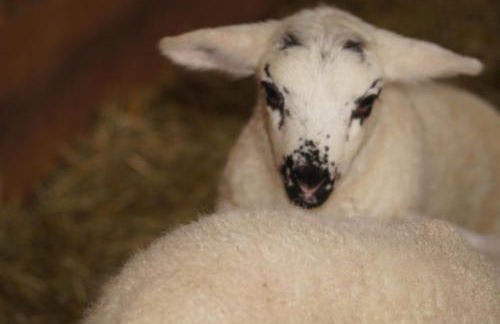Ferienwohnung im Obstgarten - Foto 62
