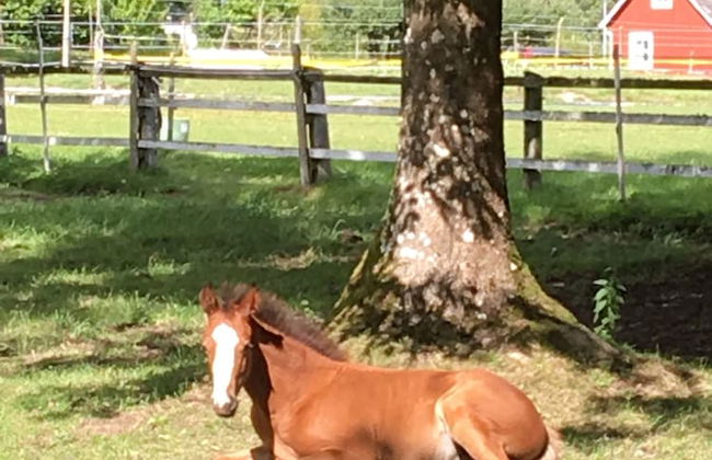 Tingsryd Resort - Foto 55