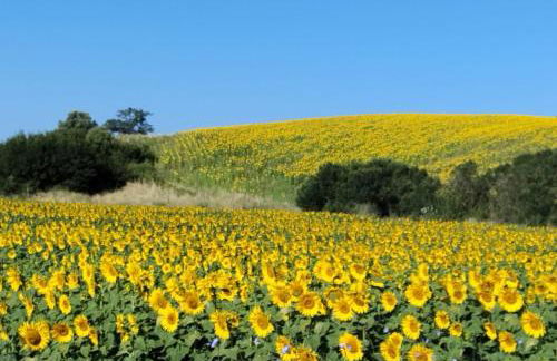Agriturismo da Remo - Foto 10