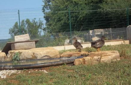 Gite Du Colombier - Foto 53