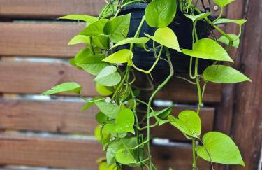 100mts beach Ribeirão da Ilha c Espaço Gourmet - Foto 63