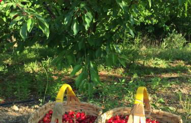 Quinta da Porta - Solar de Vale de Prazeres - Foto 48