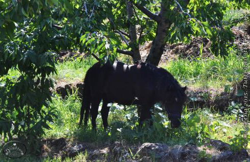 Agriturismo Dolcetna - Foto 31