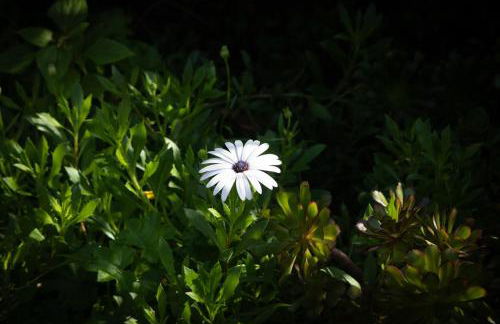 Villa Eden Sky in Prazeres - Foto 34