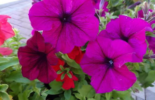 Ferienwohnung Bohnert - Photo 7