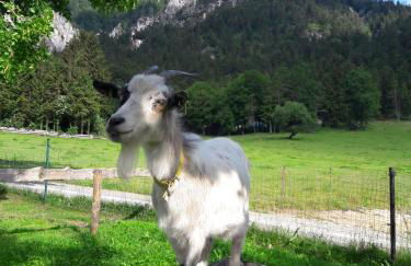 Bognerlehen Rupert Kurz - Foto 10