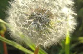 Ferienwohnung Pusteblume - Foto 31