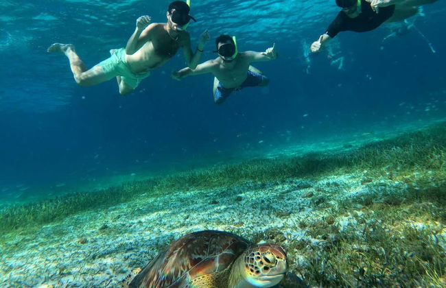 Snorkelling in a Turtle Sanctuary - Photo 3