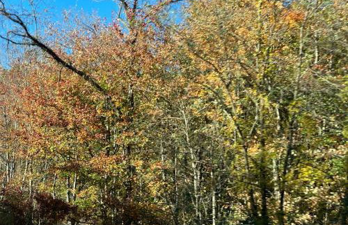 Appalachian Hideaway - Foto 70