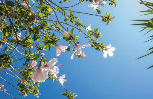 Albatross Holiday Apartments - Foto 47