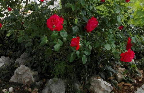 Apartment Marijan - Rtina - Foto 23