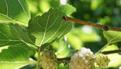 Agriturismo Le Fornase - Foto 4