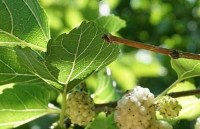 Agriturismo Le Fornase - Foto 4