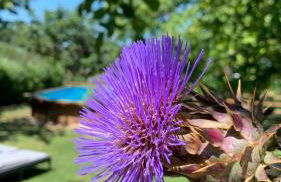 Quinta Vale Salgueiro - Foto 48