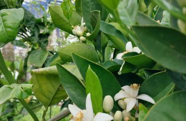 Saint Louis - Foto 41