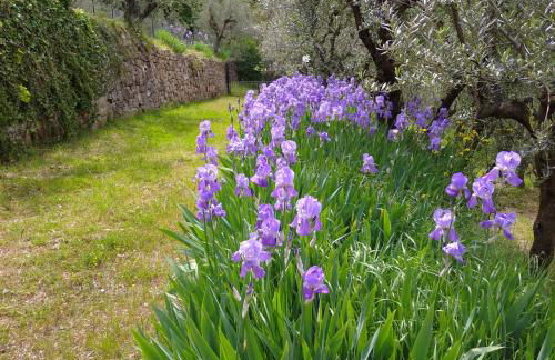 Agriturismo Cafaggio Primo - Foto 58