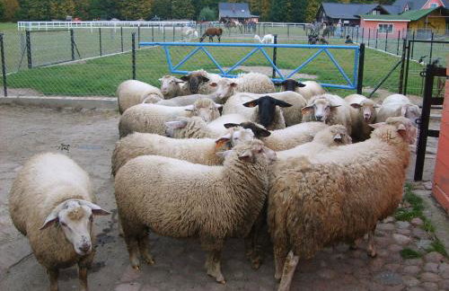 Samsara - Prawdziwa Agroturystyka - Photo 28