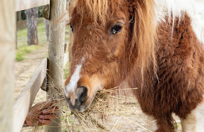 La Valle Dei Caprioli - B&B - Foto 35