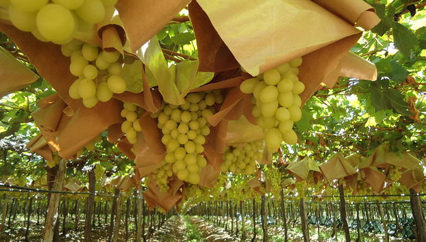 Mexican Wine and Tasting - Private Tour - Photo 4