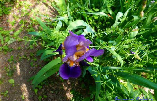 Plein Sud vue sur les Vosges et le vignoble - Foto 45