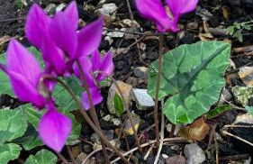 Historic, traditional & Spacious Wiltshire Cottage - Foto 44