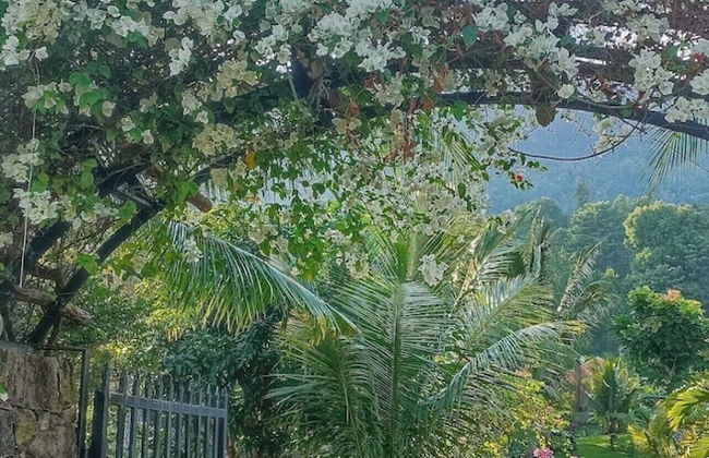 Freedom Jungle Resort - Foto 14