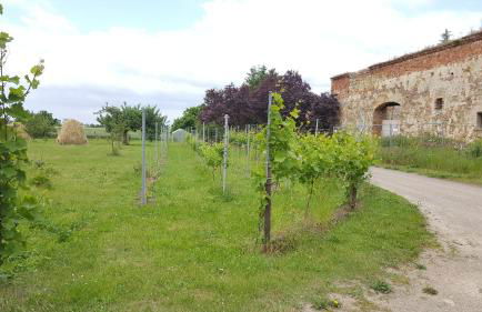 Hofgestüt Bleesern FEWO2 - Foto 17