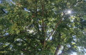 Unter der Linde - Foto 10