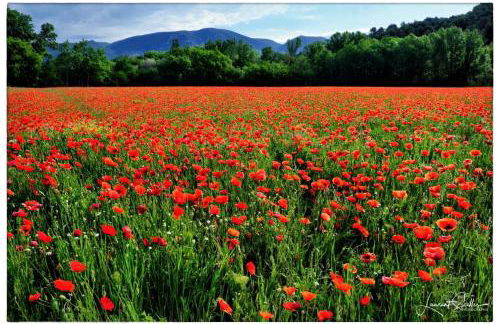 La Cerisaie, maison spacieuse en Lubéron - Foto 31