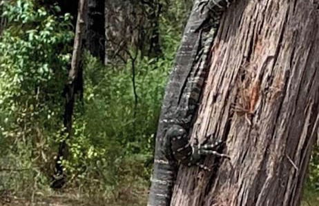 Mallacoota's Shady Gully Caravan Park - Photo 39