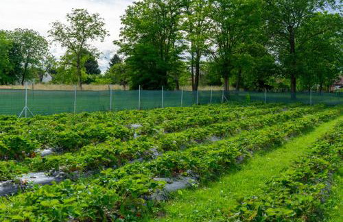 Kuća za odmor Marof - Foto 18