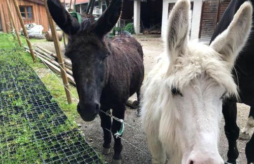 Beim-Hofbauer - Foto 23