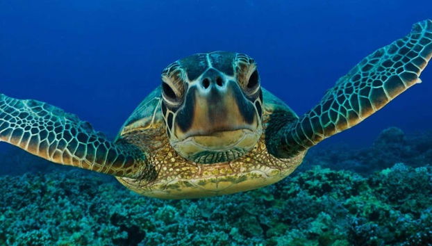 Tartaruga marina