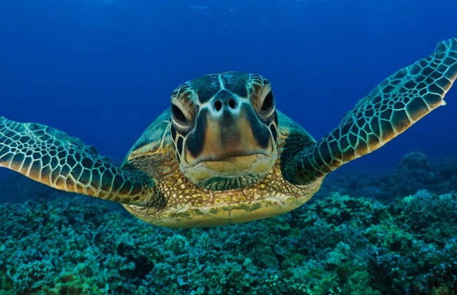 Snorkeling à Mirissa - Photo 2