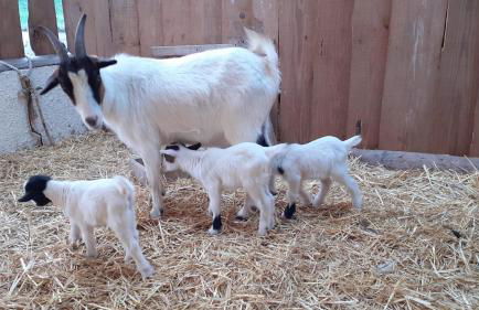 Retiro dos Cedros - Quarto Adega - Foto 24