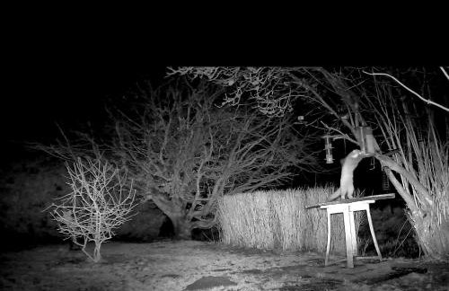 Studio cottage - Foto 10