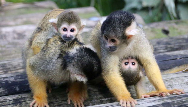 Scimmie dello Zoo Taronga