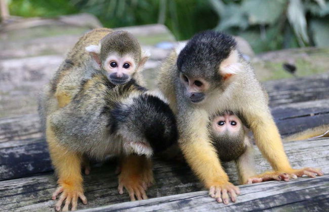 Biglietti per lo Zoo Taronga - Foto 5