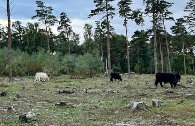 5 Person Holiday Home in Millinge - Foto 21