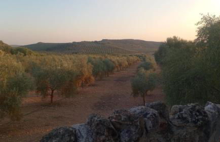 casa hobbit Puente Genil - Foto 8