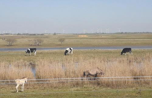 Büsumer blaue Krabbe - Foto 36