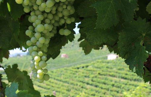 Agriturismo Villa Panigai - Foto 25