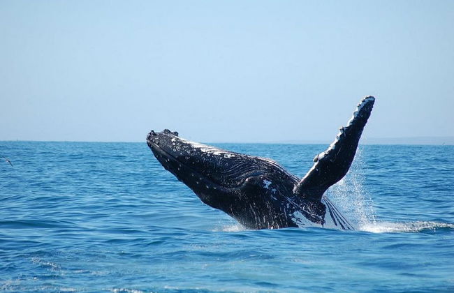 Eden Gateway Holiday Park - Foto 49