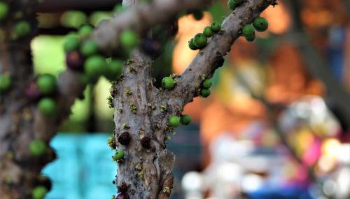 Casa RÚBIA - Foto 3, Garden