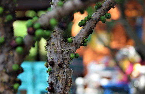 Casa RÚBIA - Foto 3