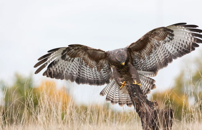 Cleeves Cabins, Arran Luxury Lodge With hot tub - Foto 35